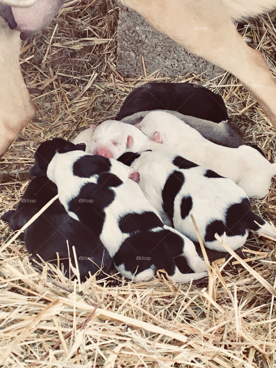 Newborn puppies 