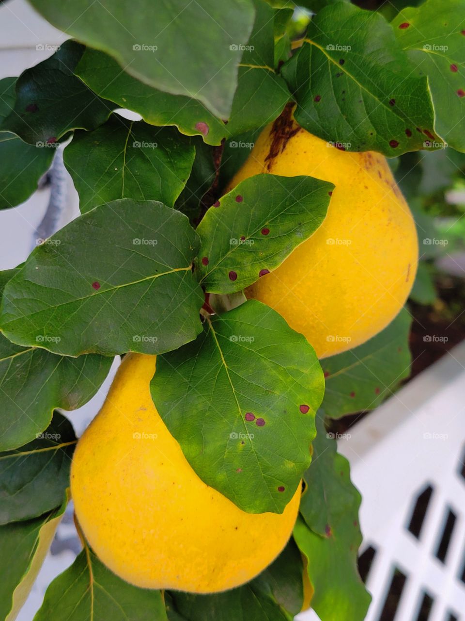 pears ready for Harvest