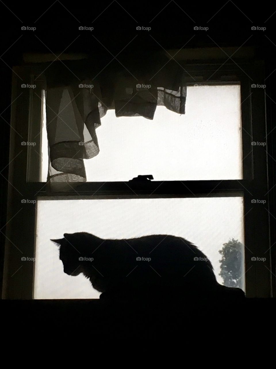 Silhouette feline 