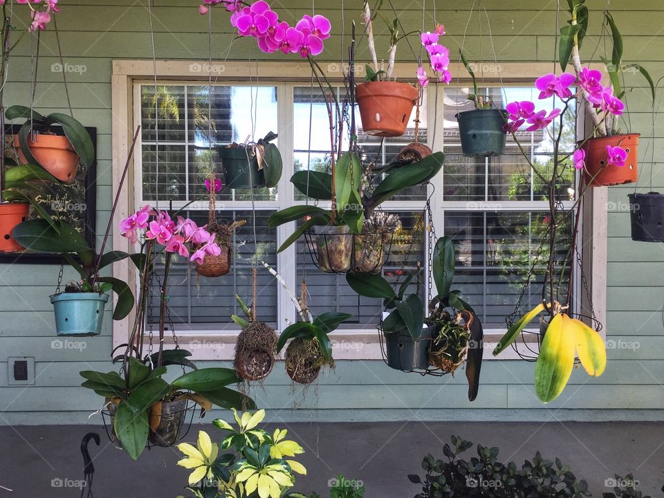 Pots of coloful orchids hanging outside on a porch in front of a window 