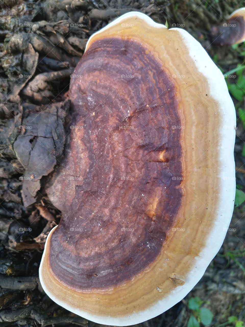 Photo of ganoderma fungus attacking the roots of an oil palm tree
