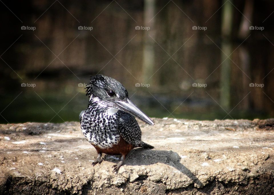 Giant kingfisher.