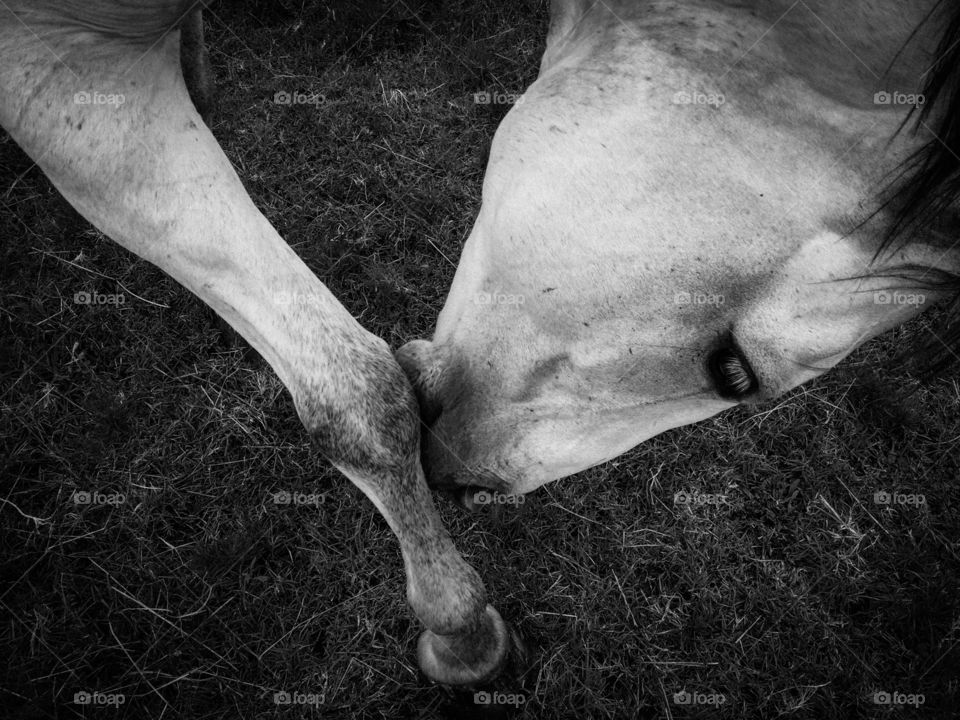 Looking Down on a Gray Horse