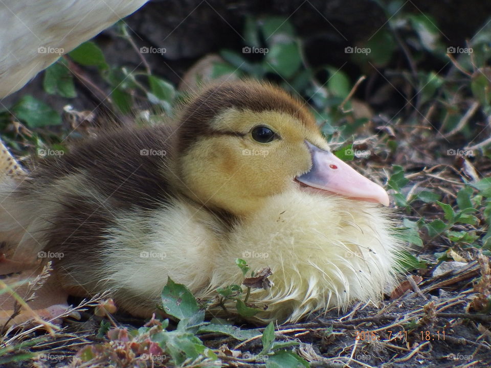 Cute duckling and mommy.