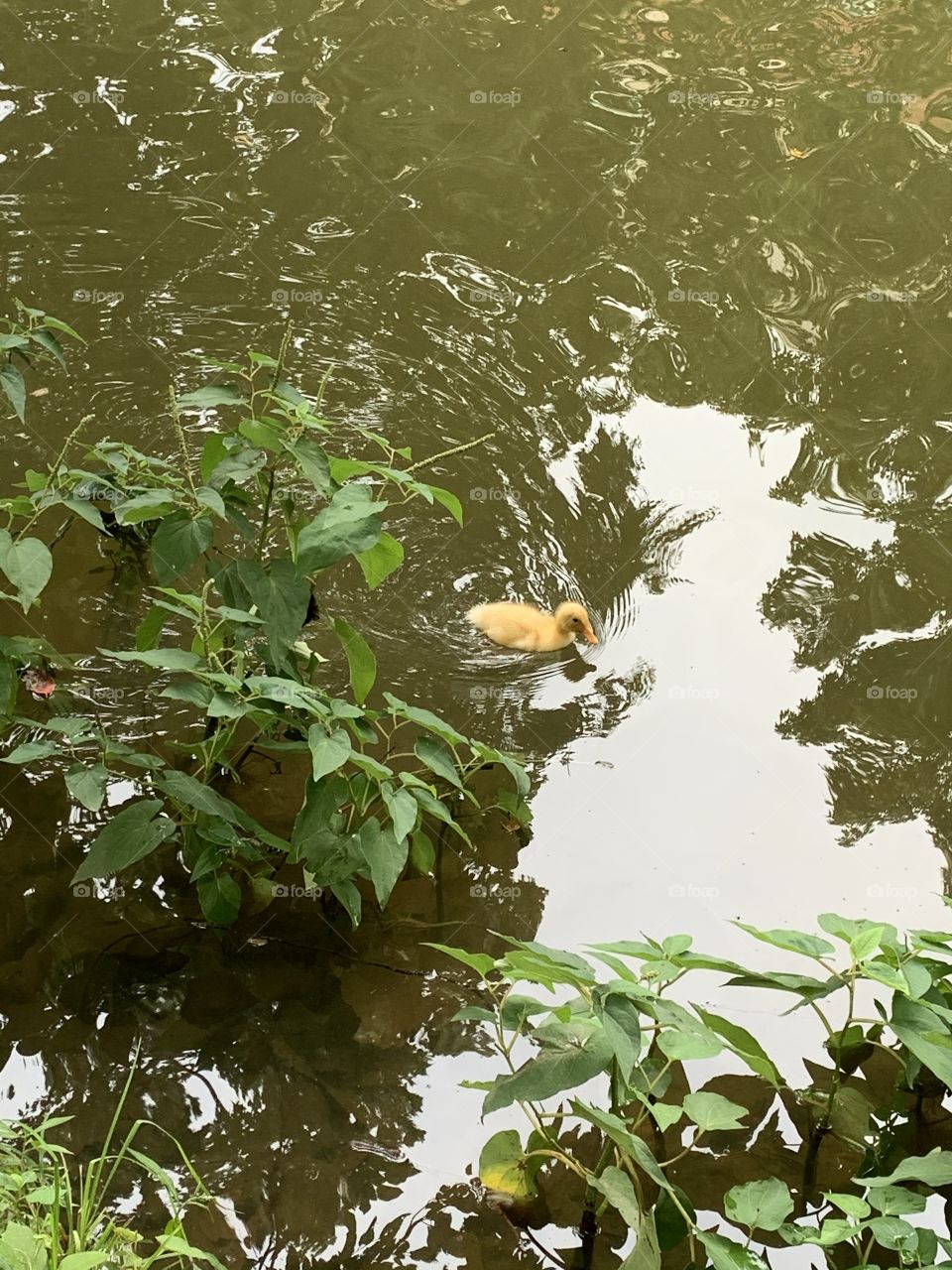 An adorable duckling in the Spring. Mom is somewhere nearby, no doubt hoping her baby doesn’t get too close to me. 