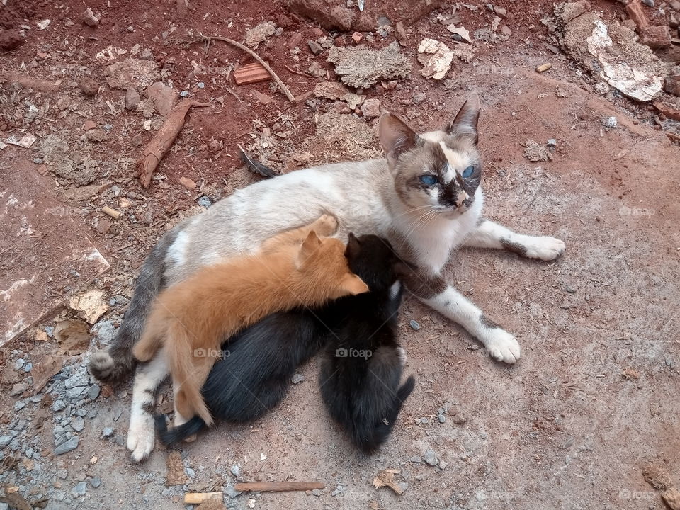 Animal de estimação no Brasil