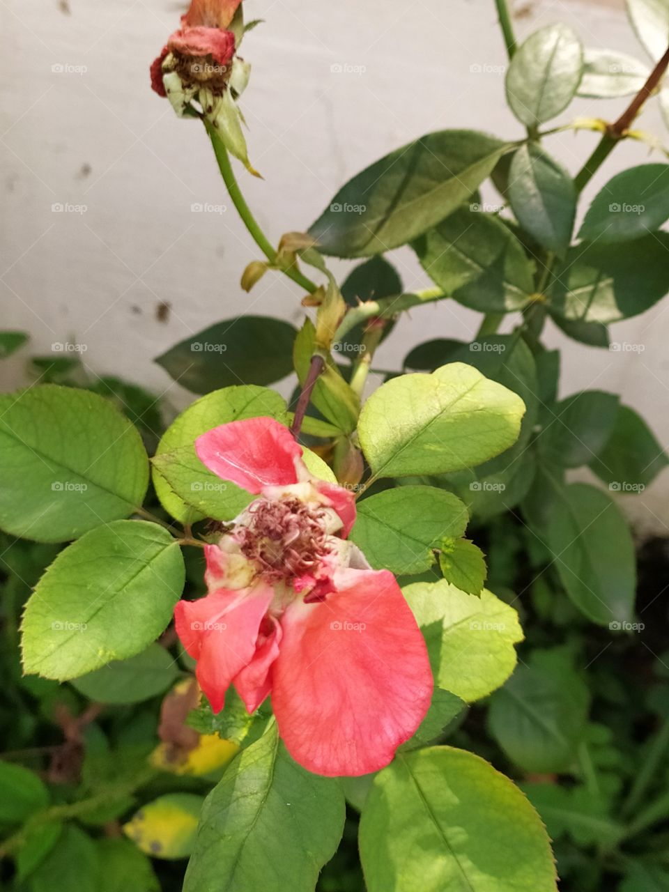 Last traces of beauty just before the advent of autumn