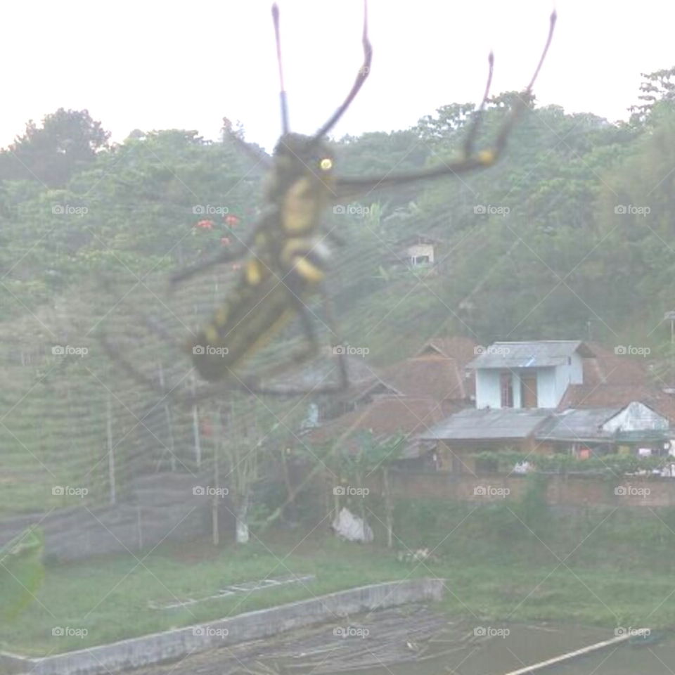 spider ( laba-laba )