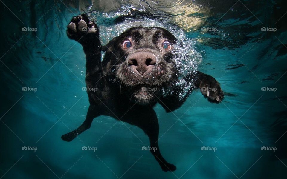 Dog swimming under water 
