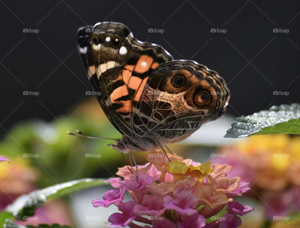 Butterfly on the flower