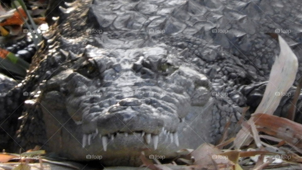 crocodile