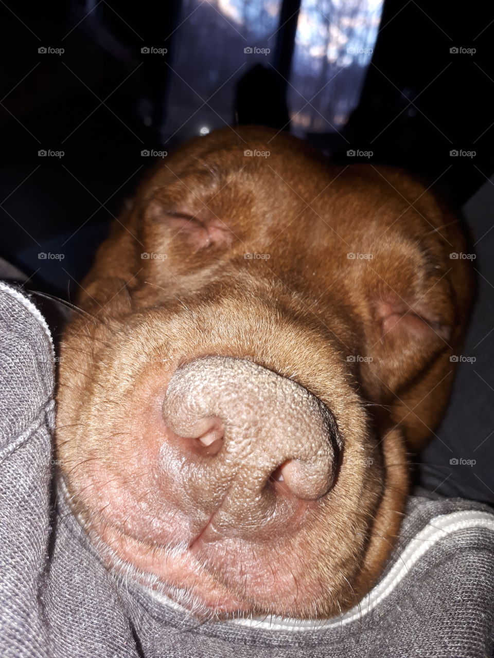 no this is not a rat its my dog on my laps