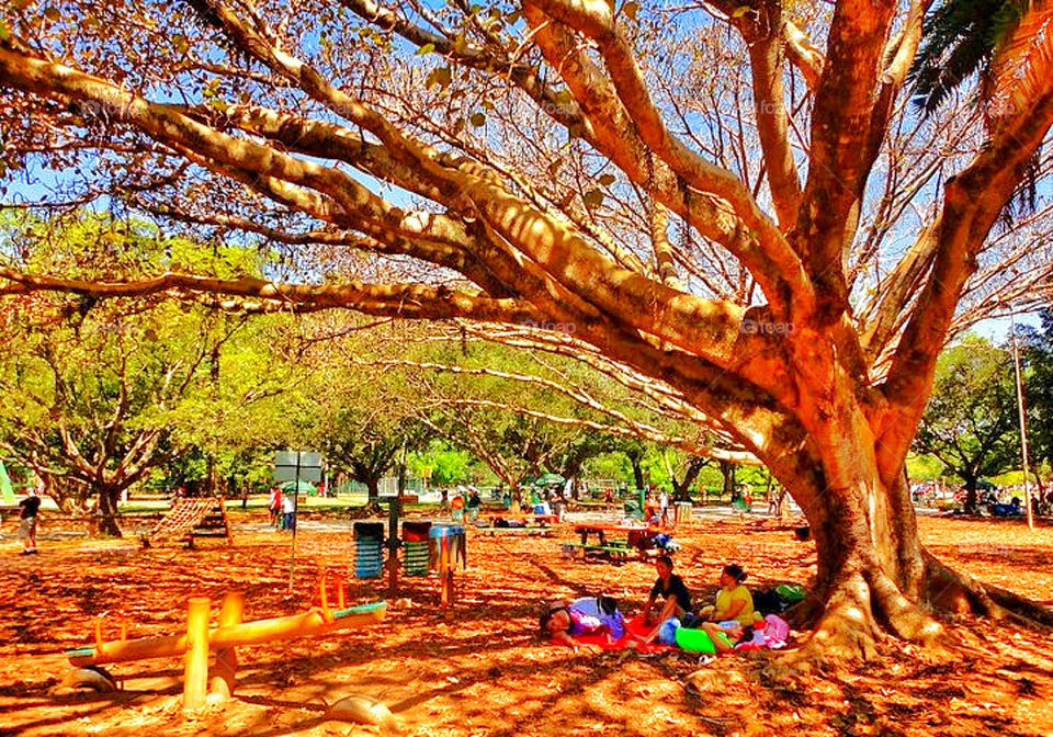 Siting under big tree