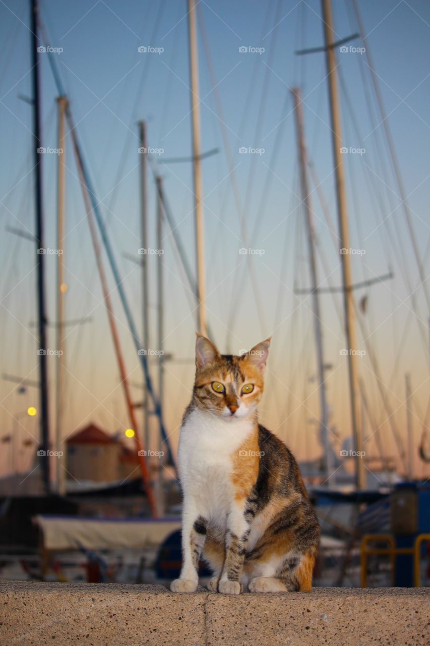 Cat portrait, Mandraki harbour, Rhodes, Greece