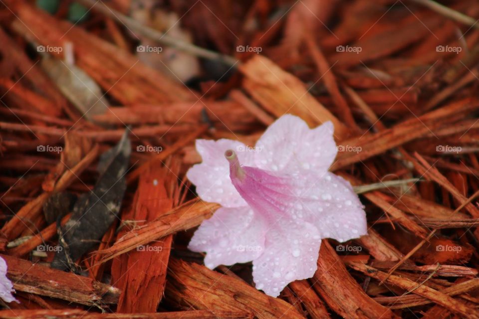 Flower in mulch