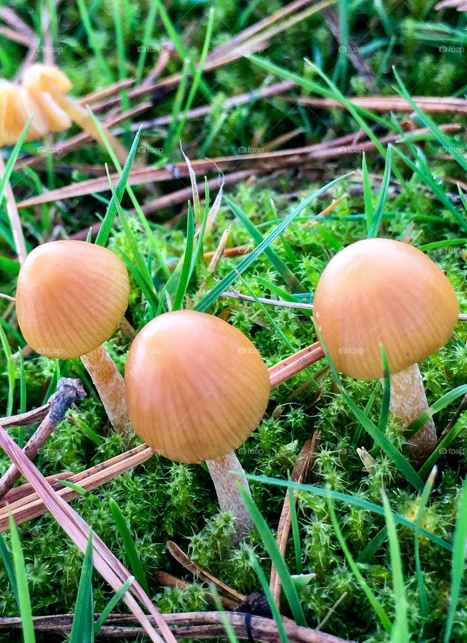 Button Fungi