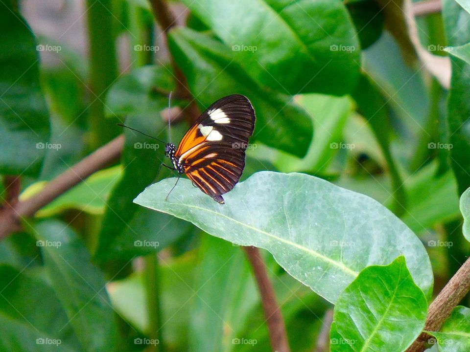 Red lacewing butterfly 