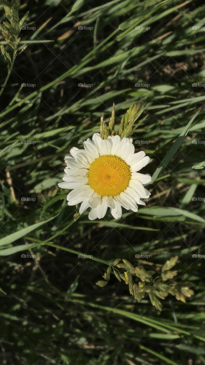imperfect Daisy