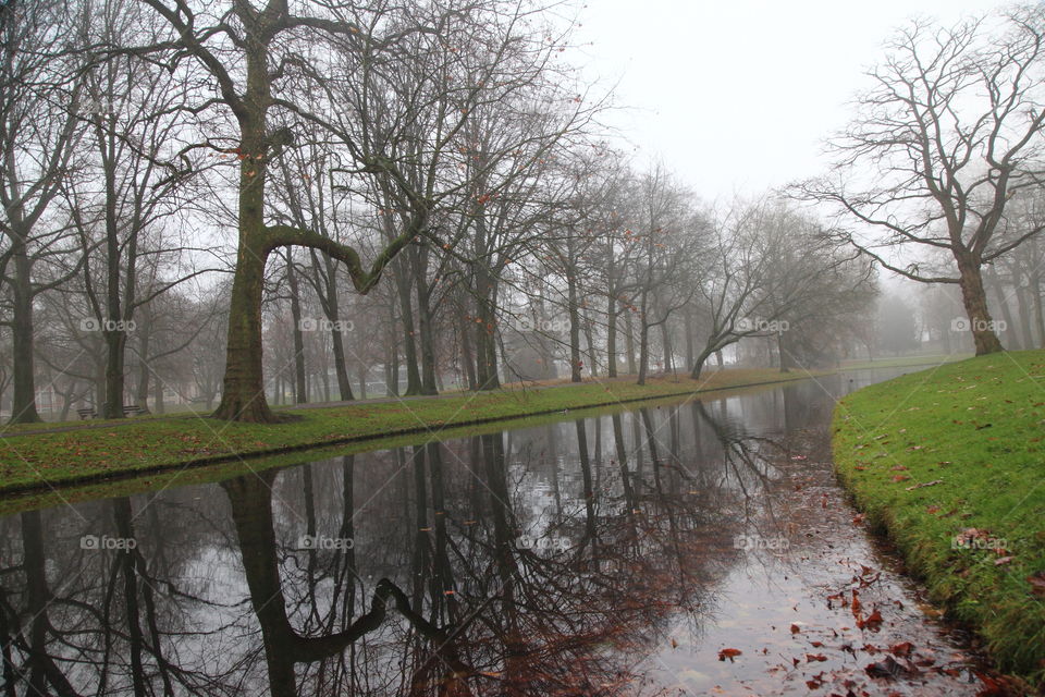 garden, fog and reflection
