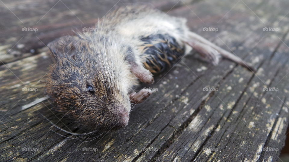 isolated on wood , dead mouse
