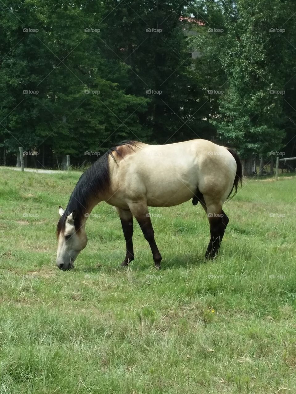 Beautiful Stallion