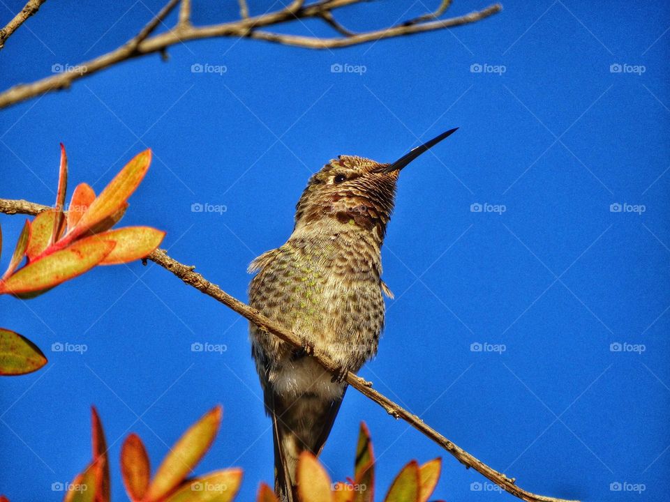 Hummingbird At Rest