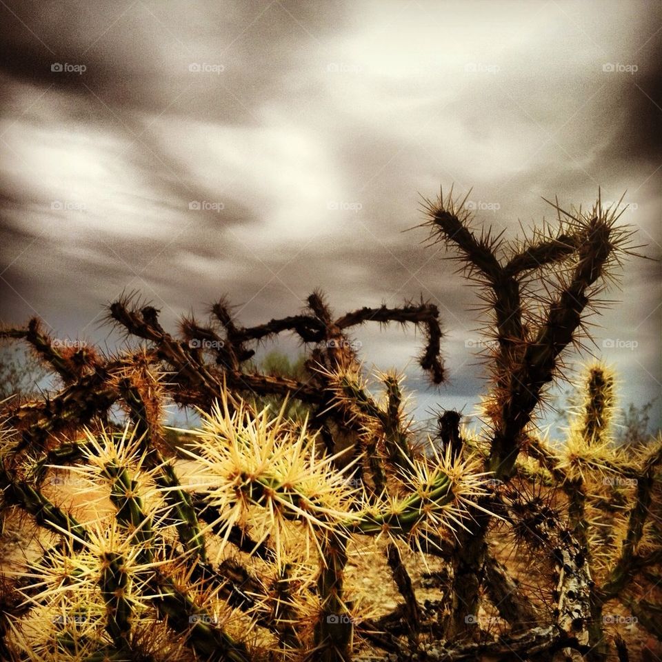 Cacti waiting for rain