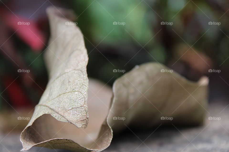 dry leaf....