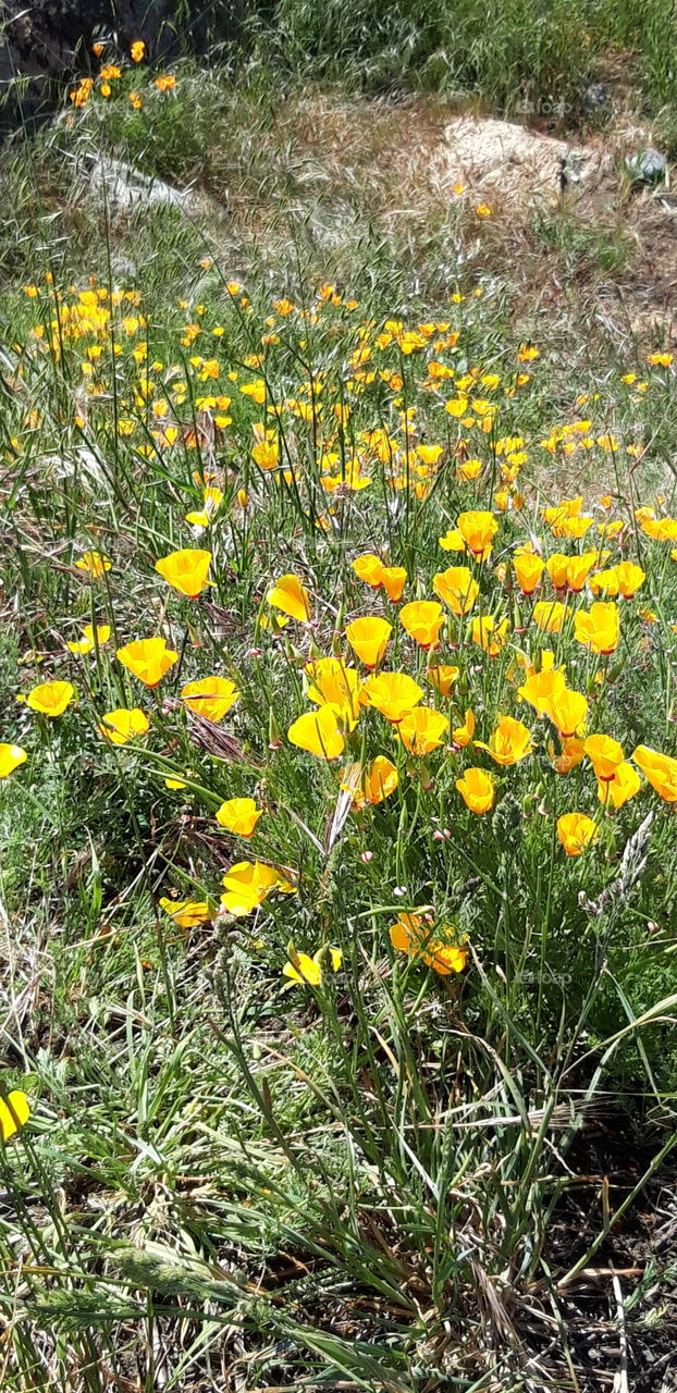 flowers in vancouver island