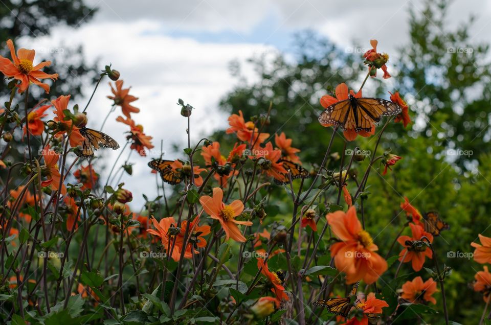 Mass monarchs