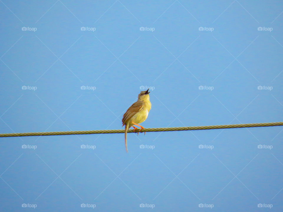 songbird on wire