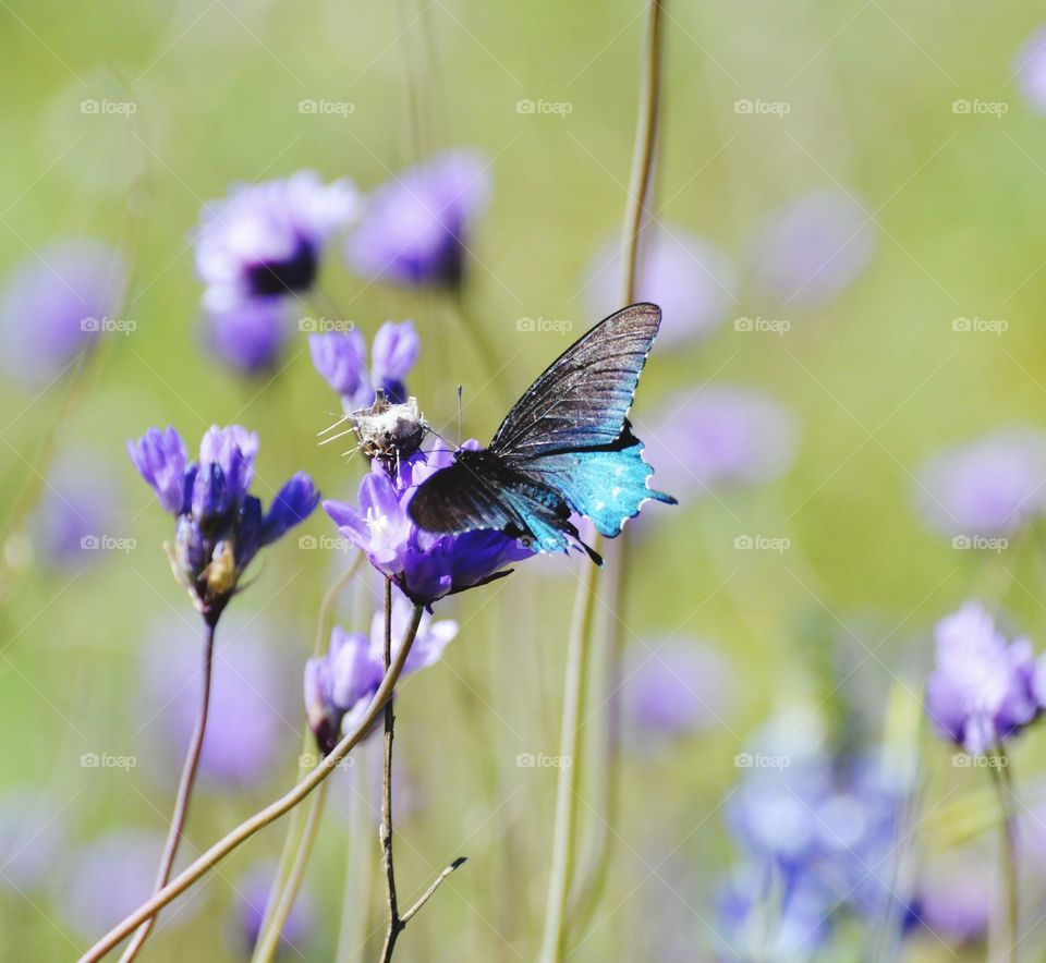 a black and blue butterfly resting on a purple flower on a beautiful spring day