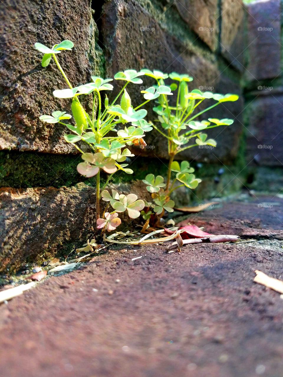 clovers growthin in cracks between brick.