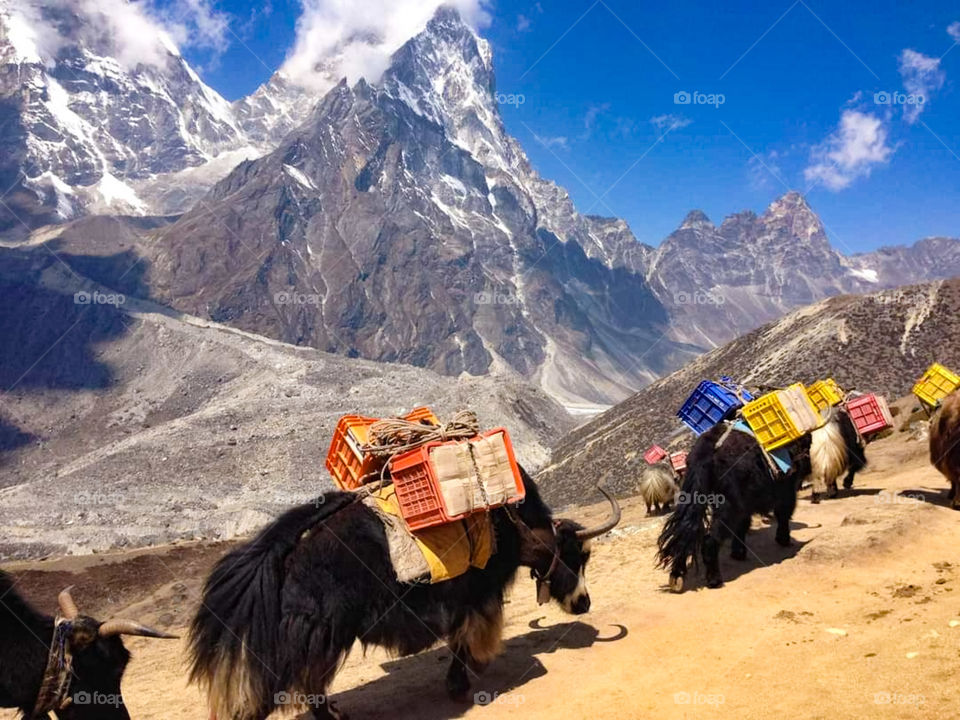 A yak train makes its way to Everest Base Camp in Nepal. Taken on the Everest Base Camp Trek.