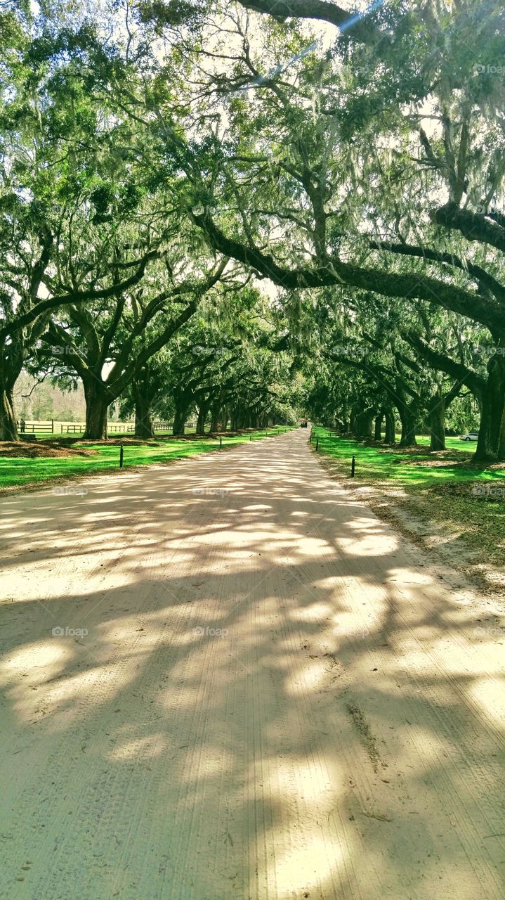 Path along with trees