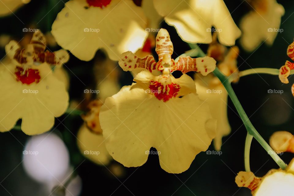 Yellow orchid