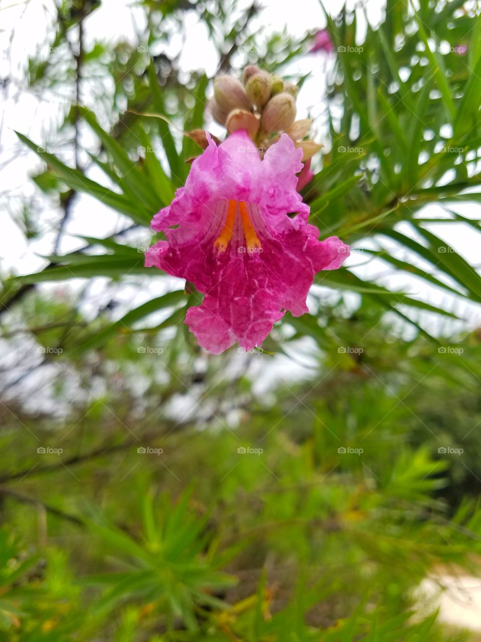 Desert Willow up close & personal