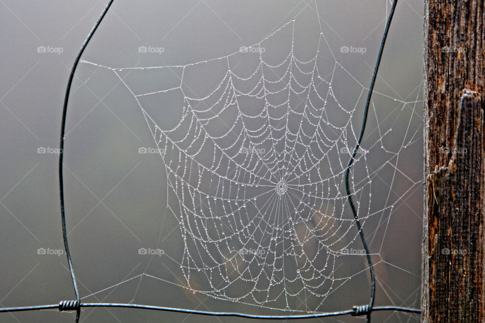 dew covered spider web in fence