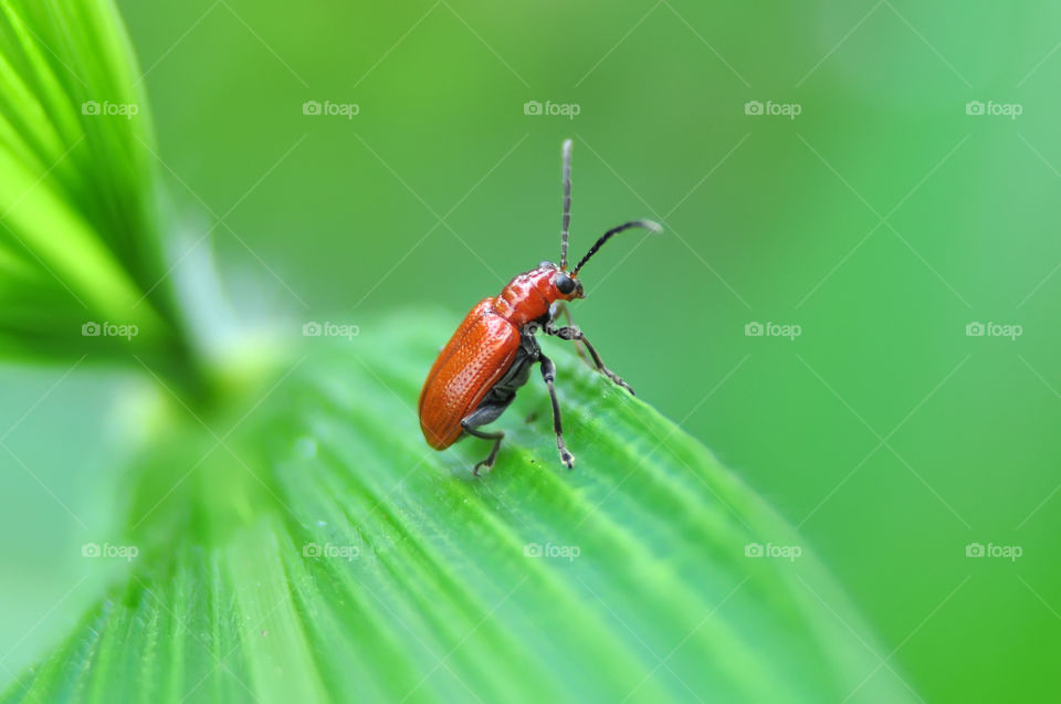 Red Pumpkin Beetle . Red Pumpkin Beetle or Aulacophora foveicollis is a genus of beetles in the family Chrysomelidae; some species are agricultural pests.