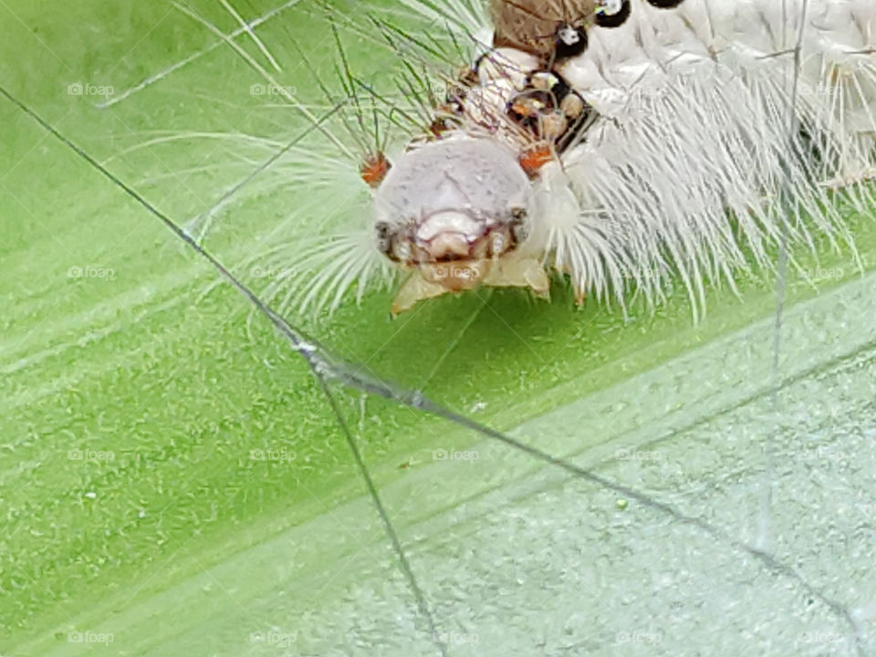 Head of the Caterpillar. The long, spiky tufts of hairs give fair warning to anyone or anything that tries to touch this species' larva.