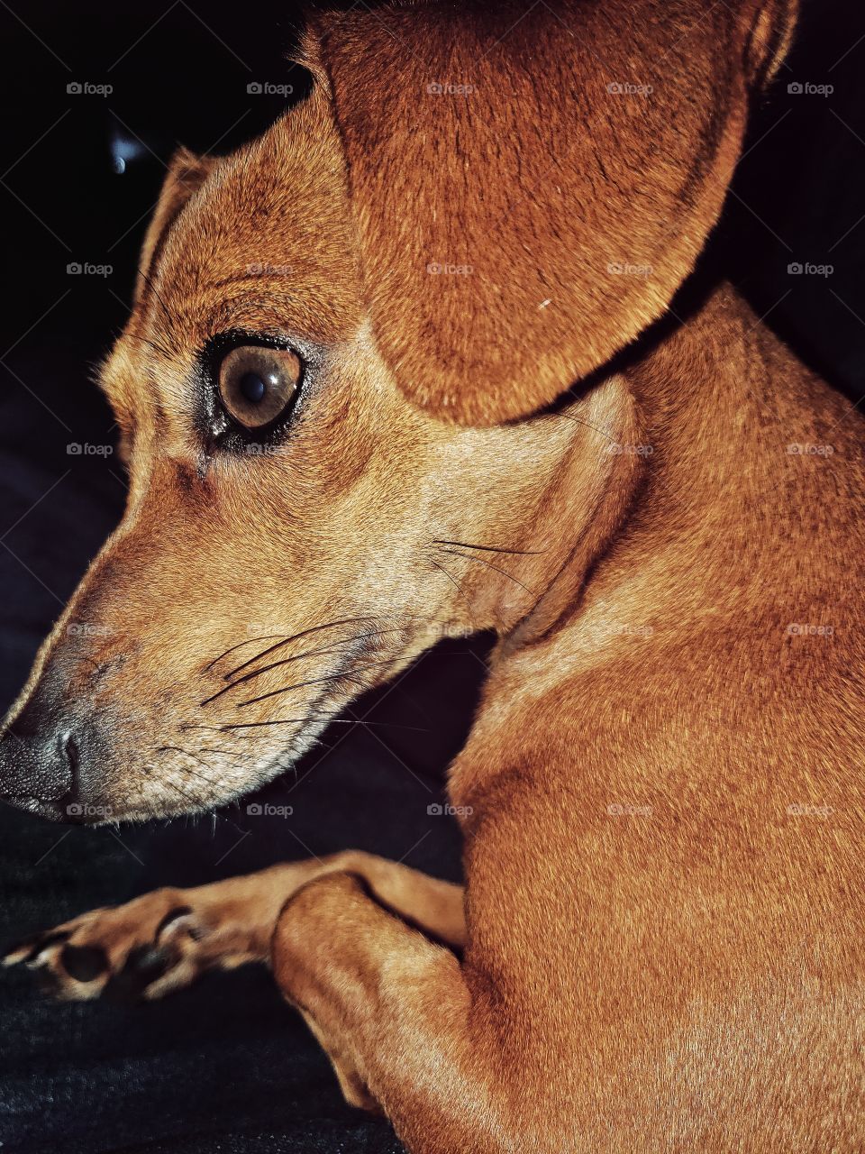 🐶🐕 #dogbr #doglovers #dog #dogsofinstagram #hundeliebe #hundemodel#dogsofinstagram #dogfluencer#hundeblog #hund#puppiesofinstagram #dog #cutedogs#happydog #hundeaufinstagram#hikingdogs #bestwoof #hundeblog#hundeblick #hundefreunde #hundeleben#felln