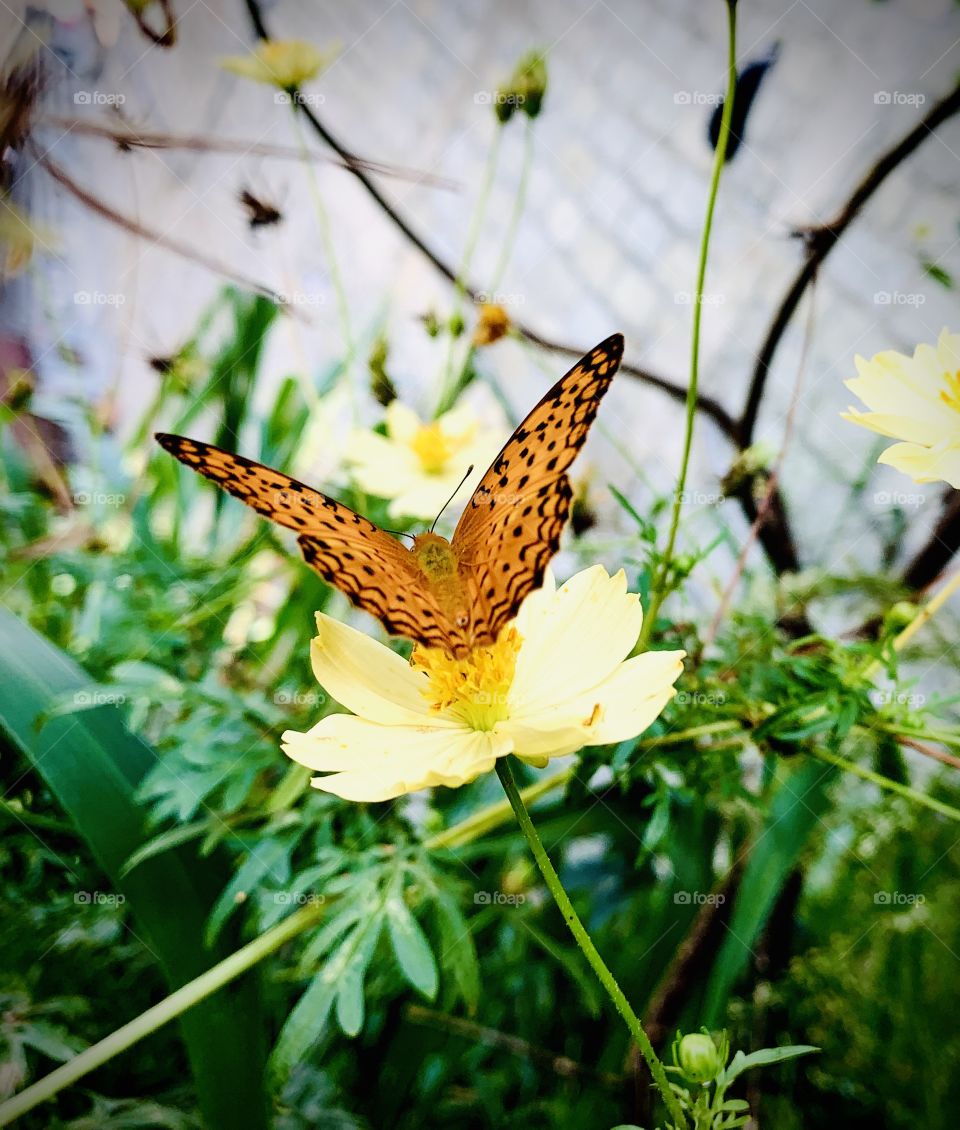 Butterfly 