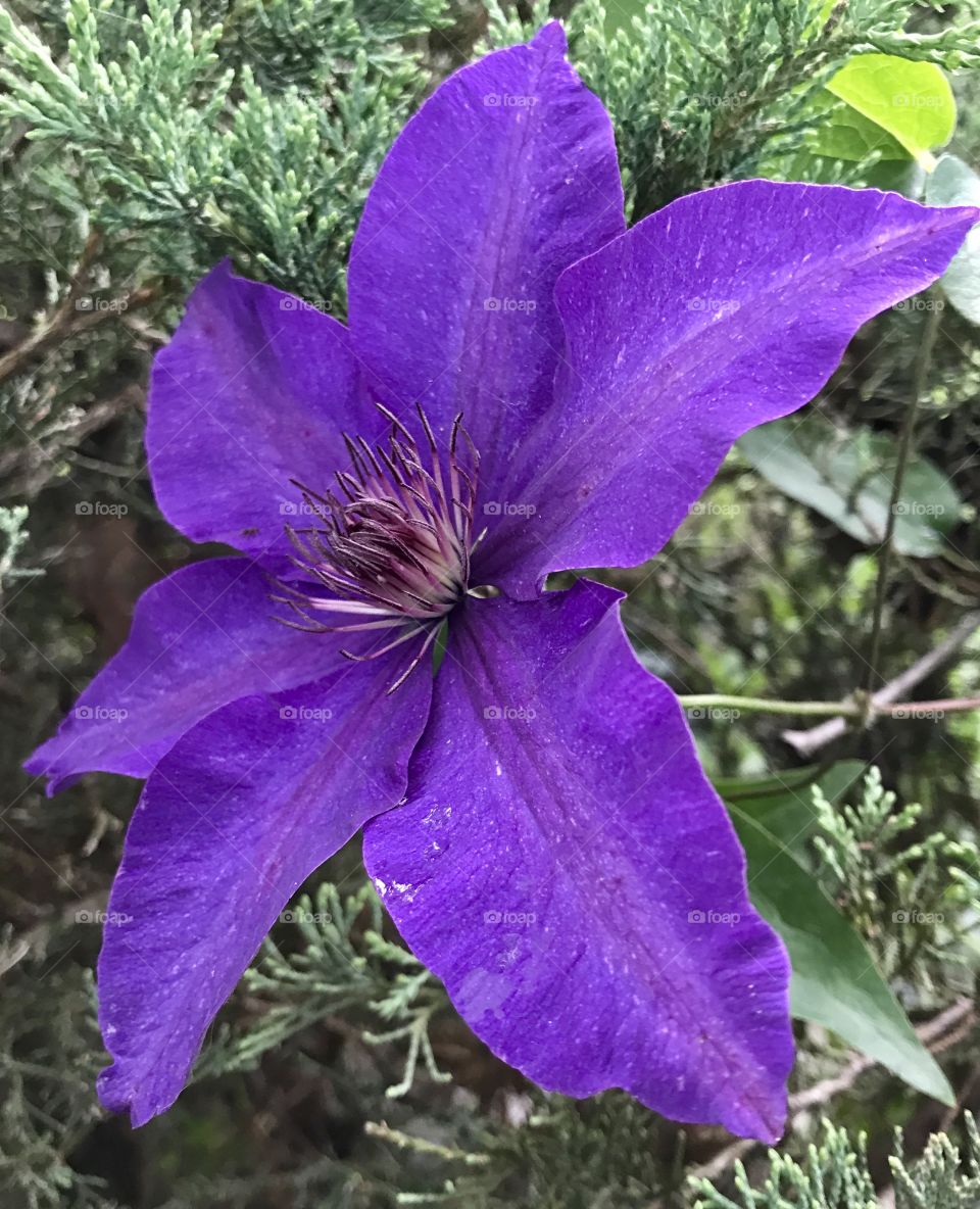 Dark Purple Flower