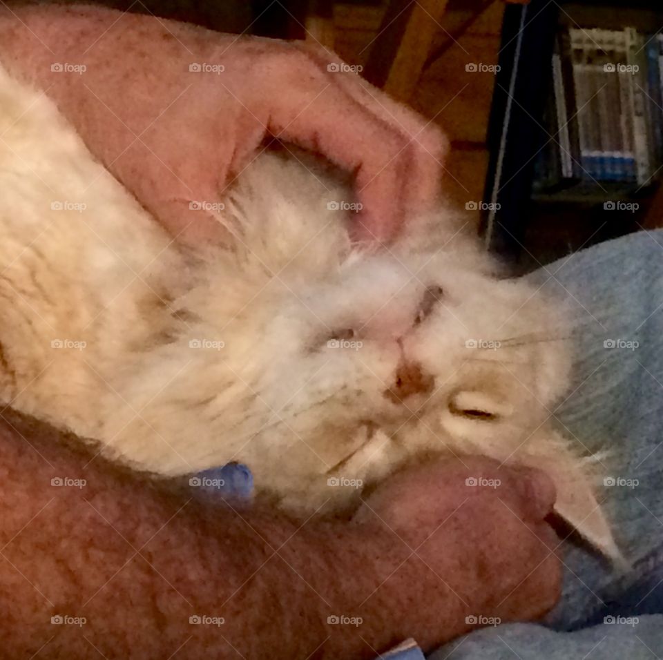 Falcon enjoying a good scratch!