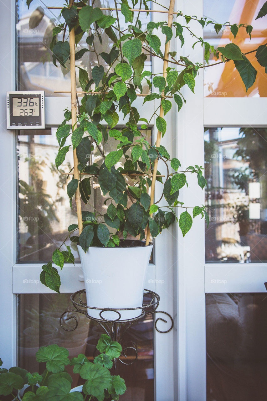 House plants in pots