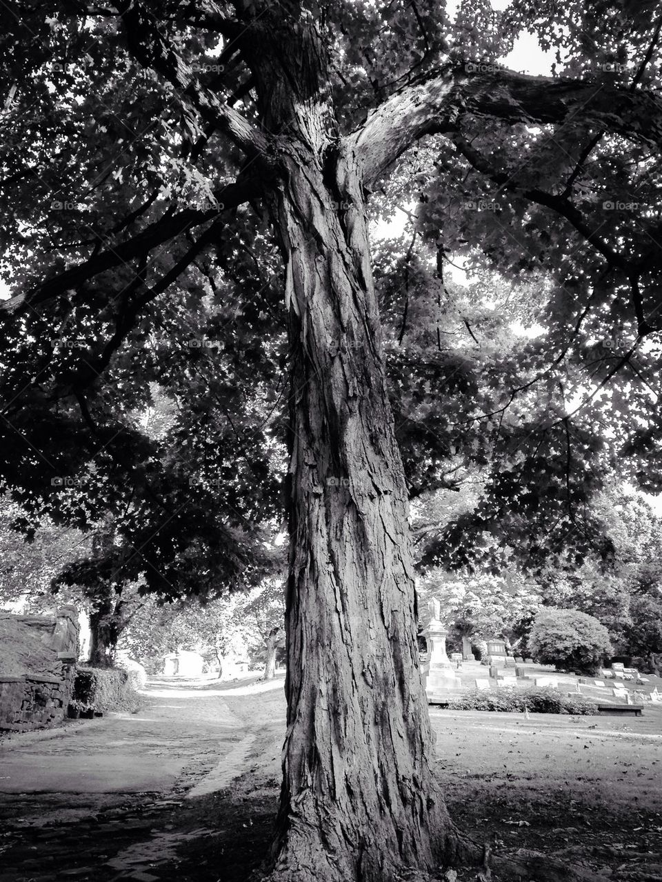 Tree overlooking the cemetery 
