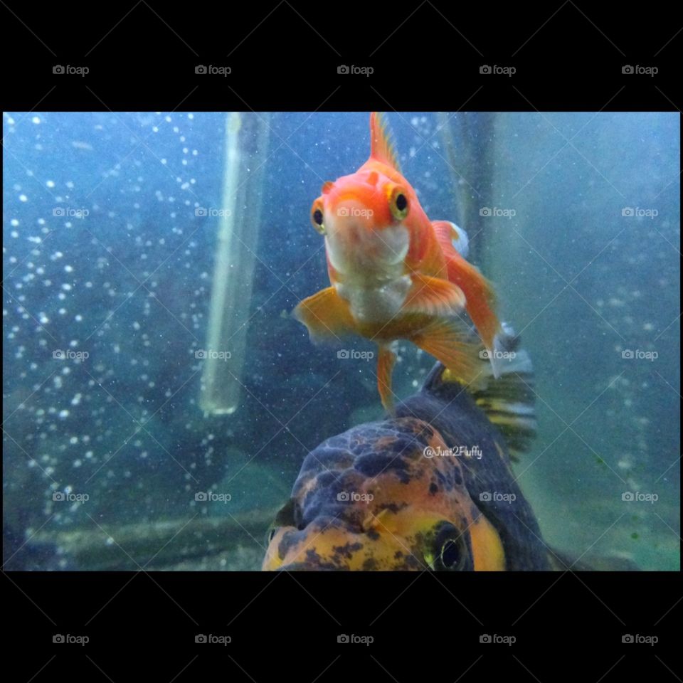 Underwater, Aquarium, Goldfish, Fishbowl, Swimming