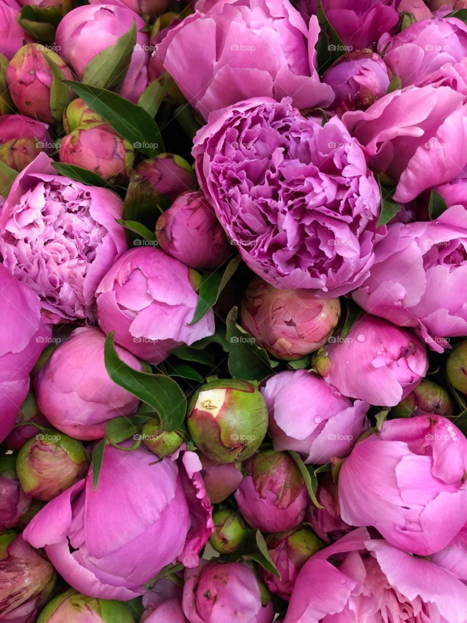 Peonies 