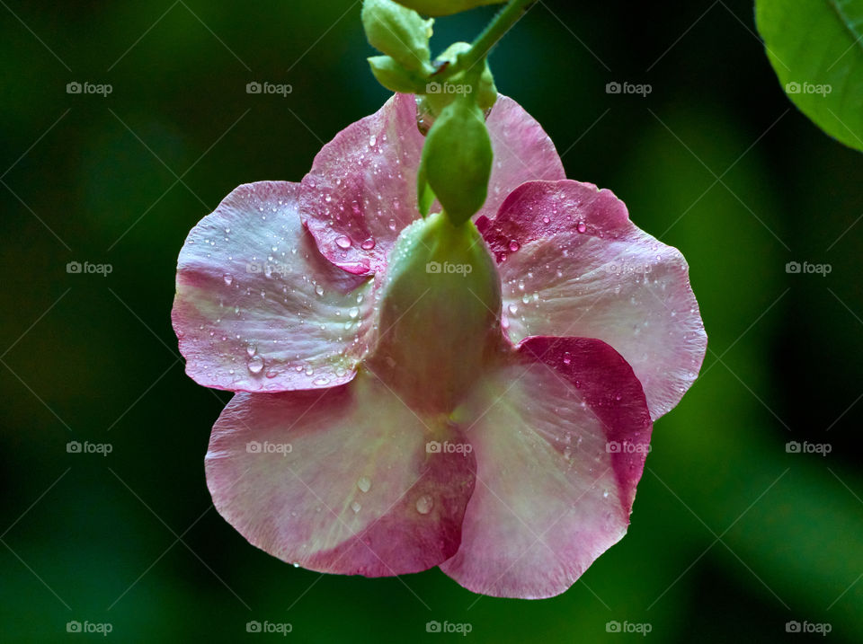 Floral photography  - allamanda- back side