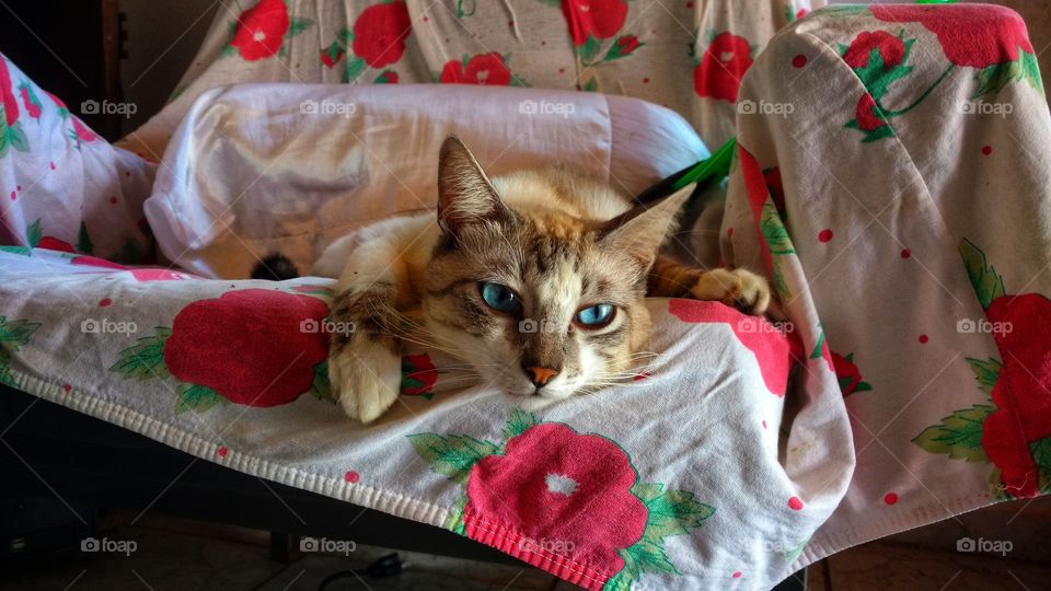 Gato preguiçoso de olhos azuis descansando na poltrona.
